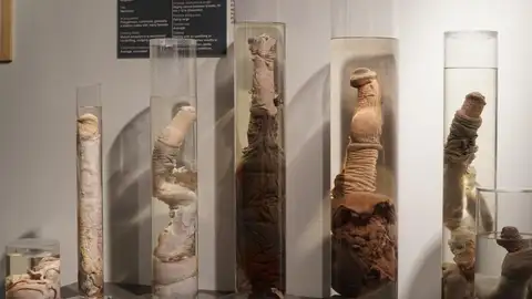 Faloteca Nacional de Islandia Faloteca Nacional de Islandia