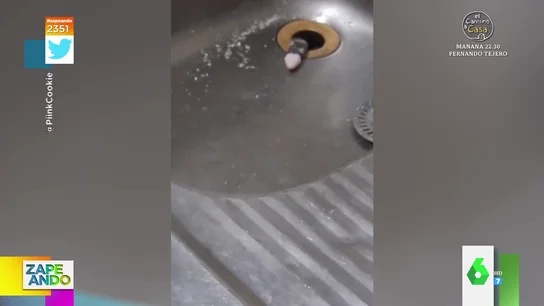 La extraña criatura que intenta salir por el fregadero de una cocina en Brasil: "Ahora vive en mis pesadillas" La extraña criatura que intenta salir por el fregadero de una cocina en Brasil: "Ahora vive en mis pesadillas"