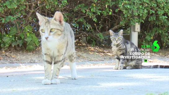 Hoy, en Equipo de Investigación, Gloria Serra analiza el problema de las colonias felinas en El reino de los gatos Esta noche a las 22:30 horas en laSexta, el nuevo reportaje de 'Equipo de Investigación' analiza la problemática de los gatos callejeros, una de las especies invasoras más dañinas, después de las ratas. En este vídeo puedes ver un avance del programa.