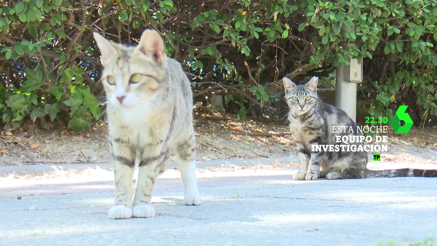 Hoy, en Equipo de Investigación, Gloria Serra analiza el problema de las colonias felinas en El reino de los gatos Esta noche a las 22:30 horas en laSexta, el nuevo reportaje de 'Equipo de Investigación' analiza la problemática de los gatos callejeros, una de las especies invasoras más dañinas, después de las ratas. En este vídeo puedes ver un avance del programa.