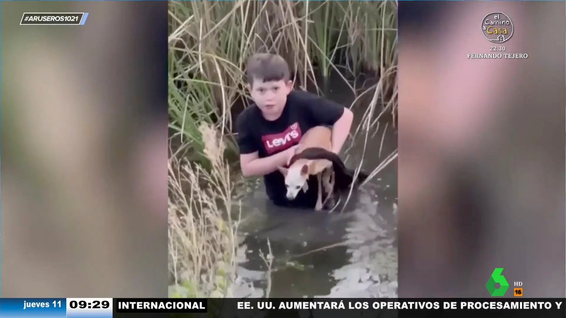 El heroico gesto de este niño para rescatar a una perrita anciana y ciega de un estanque