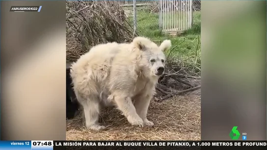 El viral de un oso al salir de una cueva tras hibernar arrasa en internet: "Está hecho polvo" El viral de un oso al salir de una cueva tras hibernar arrasa en internet: "Está hecho polvo"