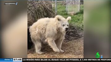 El viral de un oso al salir de una cueva tras hibernar arrasa en internet: "Está hecho polvo"