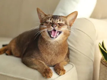 Gato con la boca abierta Gato con la boca abierta