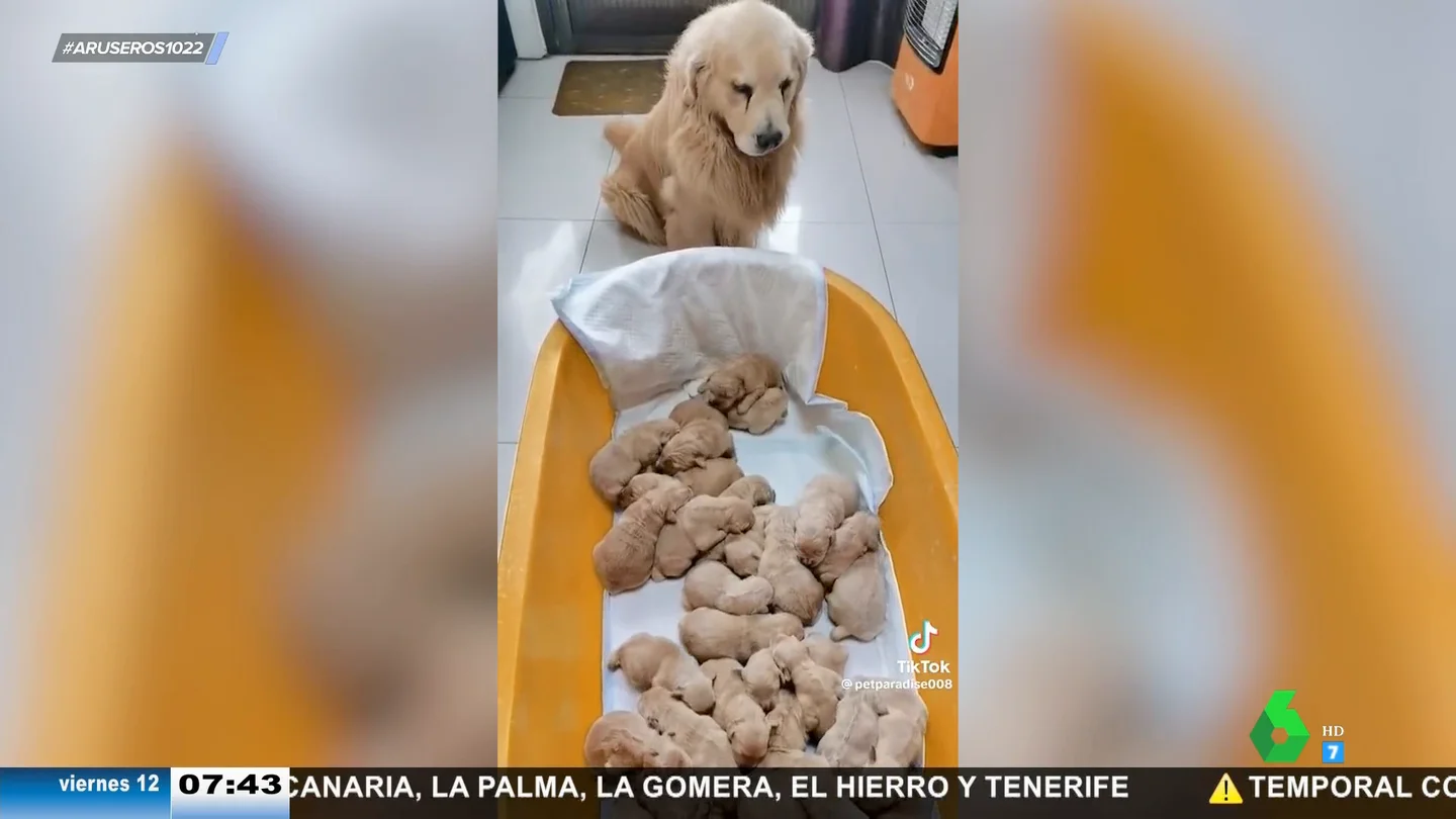 Una perra da a luz a 30 cachorros: estas son las tiernas imágenes de los perritos Una perra da a luz a 30 cachorros: estas son las tiernas imágenes de los perritos