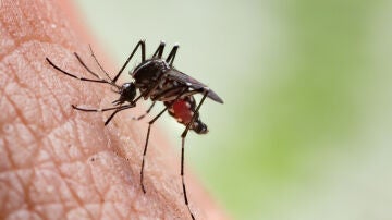 Un mosquito haciendo de las suyas