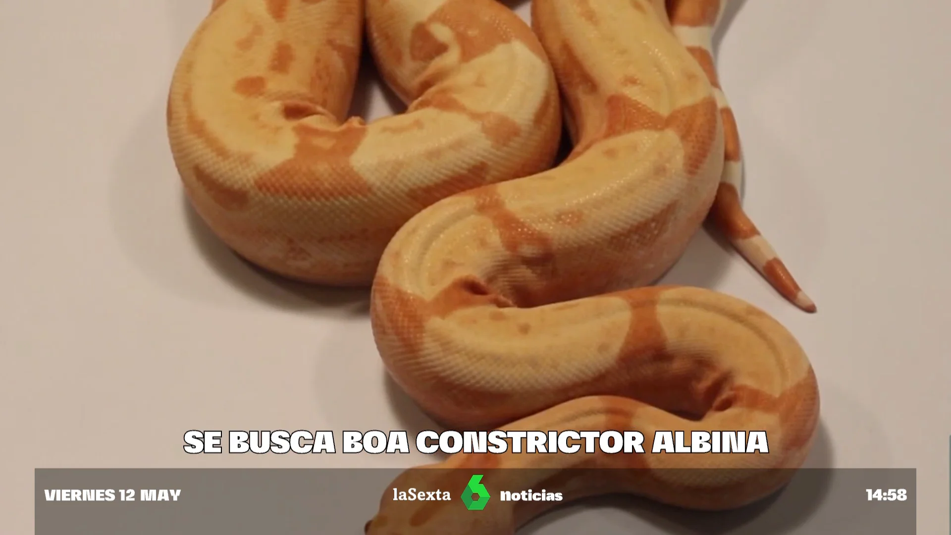 Pánico entre los vecinos de Ferrol: se busca una boa constrictor albina de dos metros