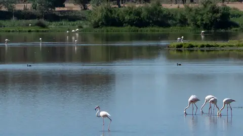 Doñana se seca y no solo por la falta de lluvia: "Es por la explotación de los acuíferos, sobre todo"
