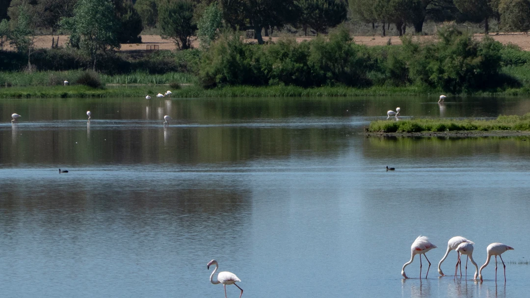 Doñana se seca y no solo por la falta de lluvia: "Es por la explotación de los acuíferos, sobre todo"