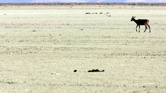 Doñana se seca y no solo por la falta de lluvia: "Es por la explotación de los acuíferos" Doñana se seca y no solo por la falta de lluvia: "Es por la explotación de los acuíferos"