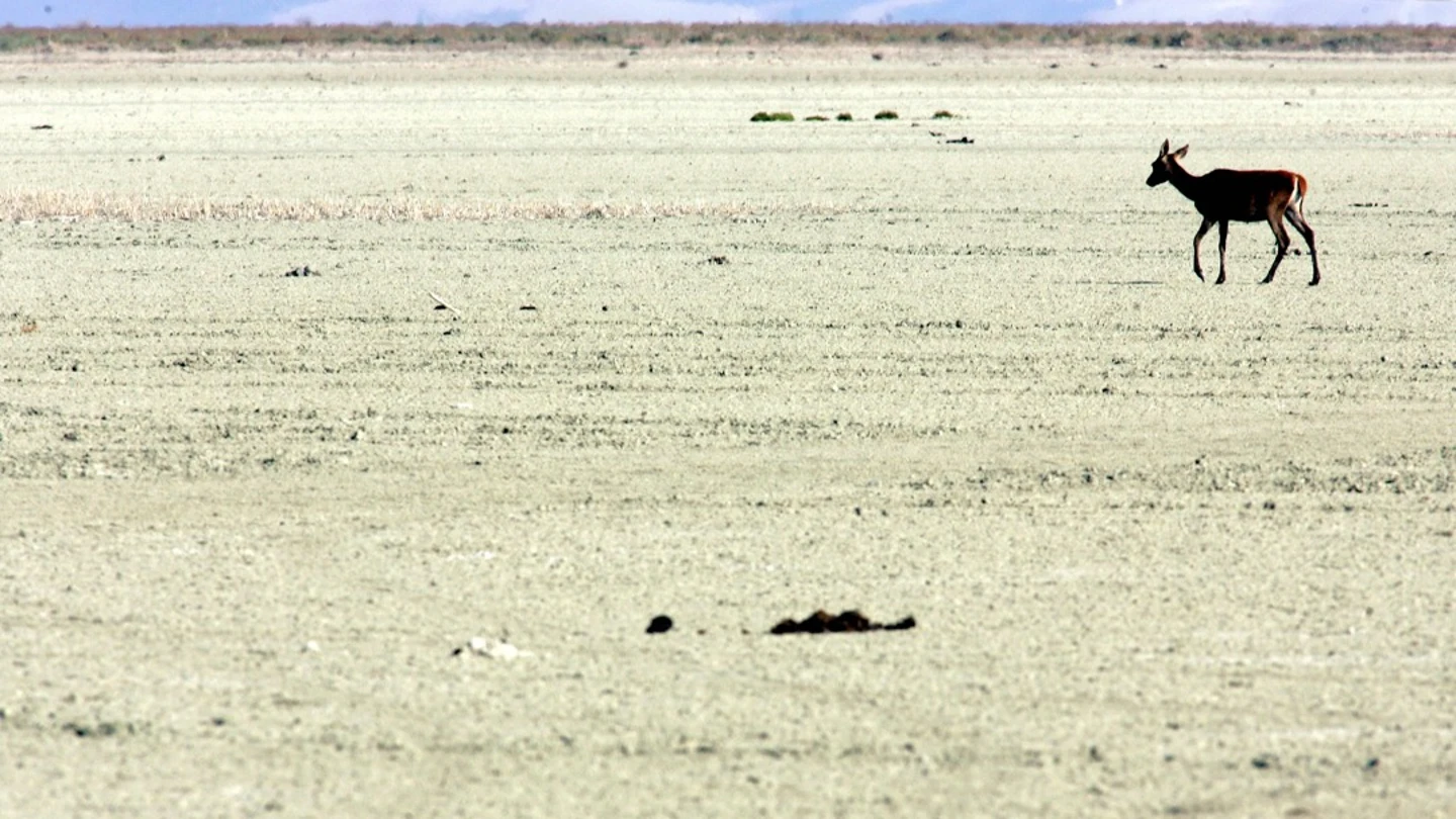 Doñana se seca y no solo por la falta de lluvia: "Es por la explotación de los acuíferos" Doñana se seca y no solo por la falta de lluvia: "Es por la explotación de los acuíferos"