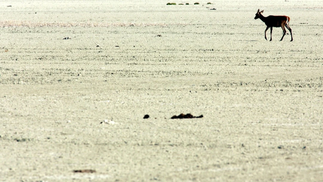 Doñana se seca y no solo por la falta de lluvia: "Es por la explotación de los acuíferos"