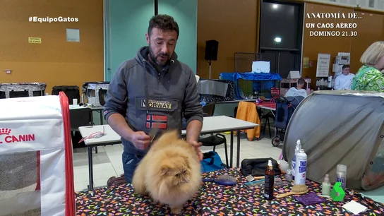 Rafa farda de su gato persa Wifi: "Tiene mejor pelo que muchas influencers" Rafa farda de su gato persa Wifi: "Tiene mejor pelo que muchas influencers"