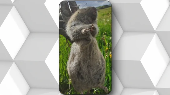 Las plagas de ratas topo arruinan a ganaderos en Lugo: "Recogemos un 40% de lo previsto" Las plagas de ratas topo arruinan a ganaderos en Lugo: "Recogemos un 40% de lo previsto"