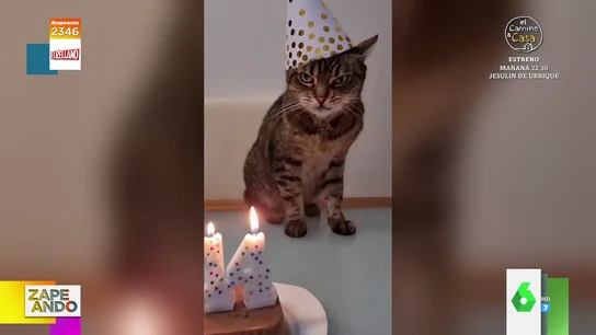 zap cumple gato zap cumple gato