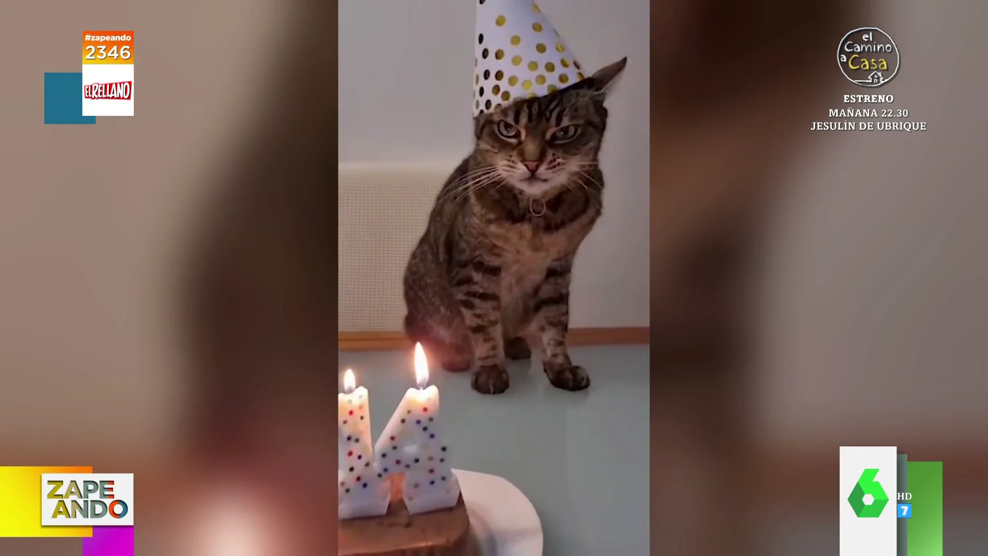 zap cumple gato