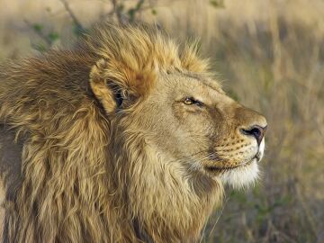 They kill Loonkito, the oldest lion in the wild in Africa