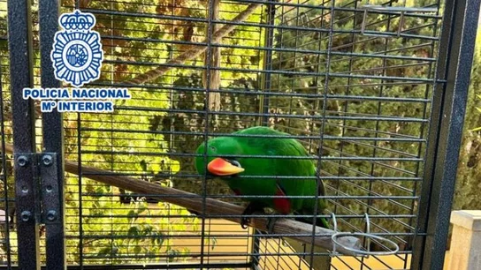 Loro recuperado en Benidorm Loro recuperado en Benidorm