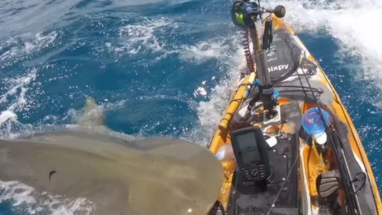 Ataque de un tiburón tigre Ataque de un tiburón tigre