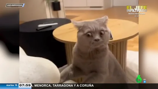 La graciosa cara de asco de un gato tras olerle los pies al dueño La graciosa cara de asco de un gato tras olerle los pies al dueño