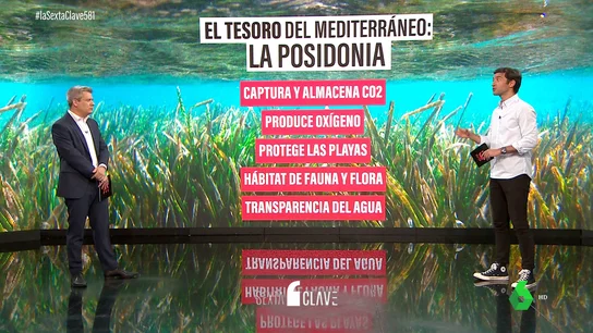Las praderas marinas de posidonia en peligro en Baleares, ¿por qué es tan importante su preservación? Las praderas marinas de posidonia en peligro en Baleares, ¿por qué es tan importante su preservación?