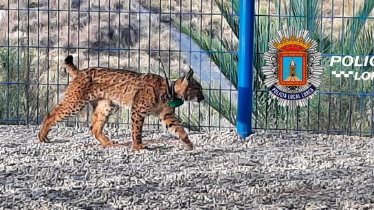 El lince Tiko. El lince Tiko.