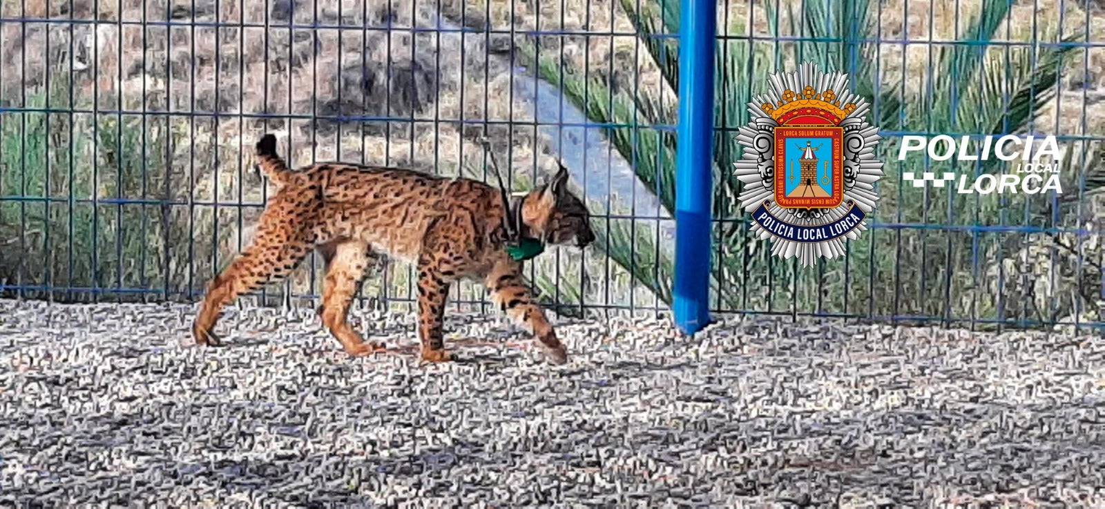 El lince Tiko, avistado en el patio de una guardería de Lorca, Murcia