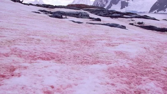 Imagen de la nieve rosa, el curioso fenómeno Imagen de la nieve rosa, el curioso fenómeno