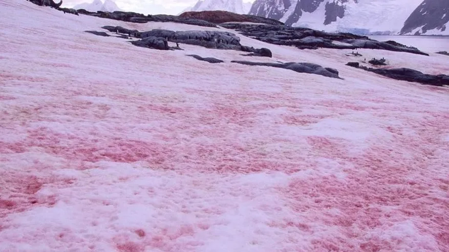 Imagen de la nieve rosa, el curioso fenómeno