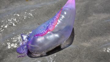 Cuál es la medusa más peligrosa del mundo