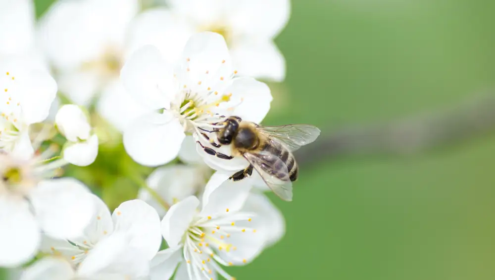 Abeja Abeja