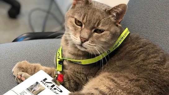 Formulino, el gato de Imola Formulino, el gato de Imola