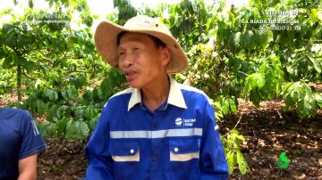 Productor del café de Vietnam
