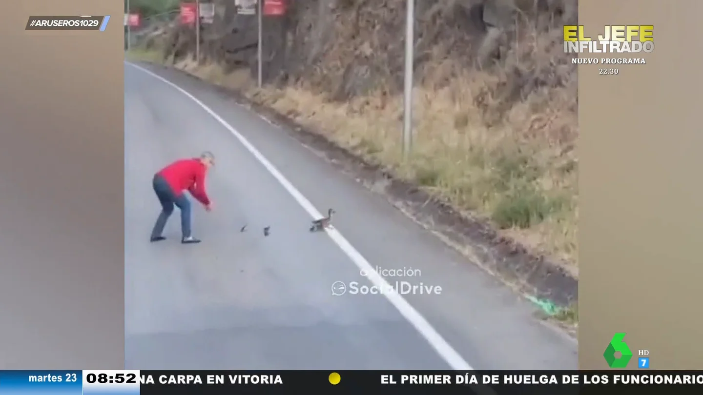 Una familia de patos paraliza el tráfico de una carretera de Ourense Una familia de patos paraliza el tráfico de una carretera de Ourense