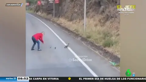 Una familia de patos paraliza el tráfico de una carretera de Ourense