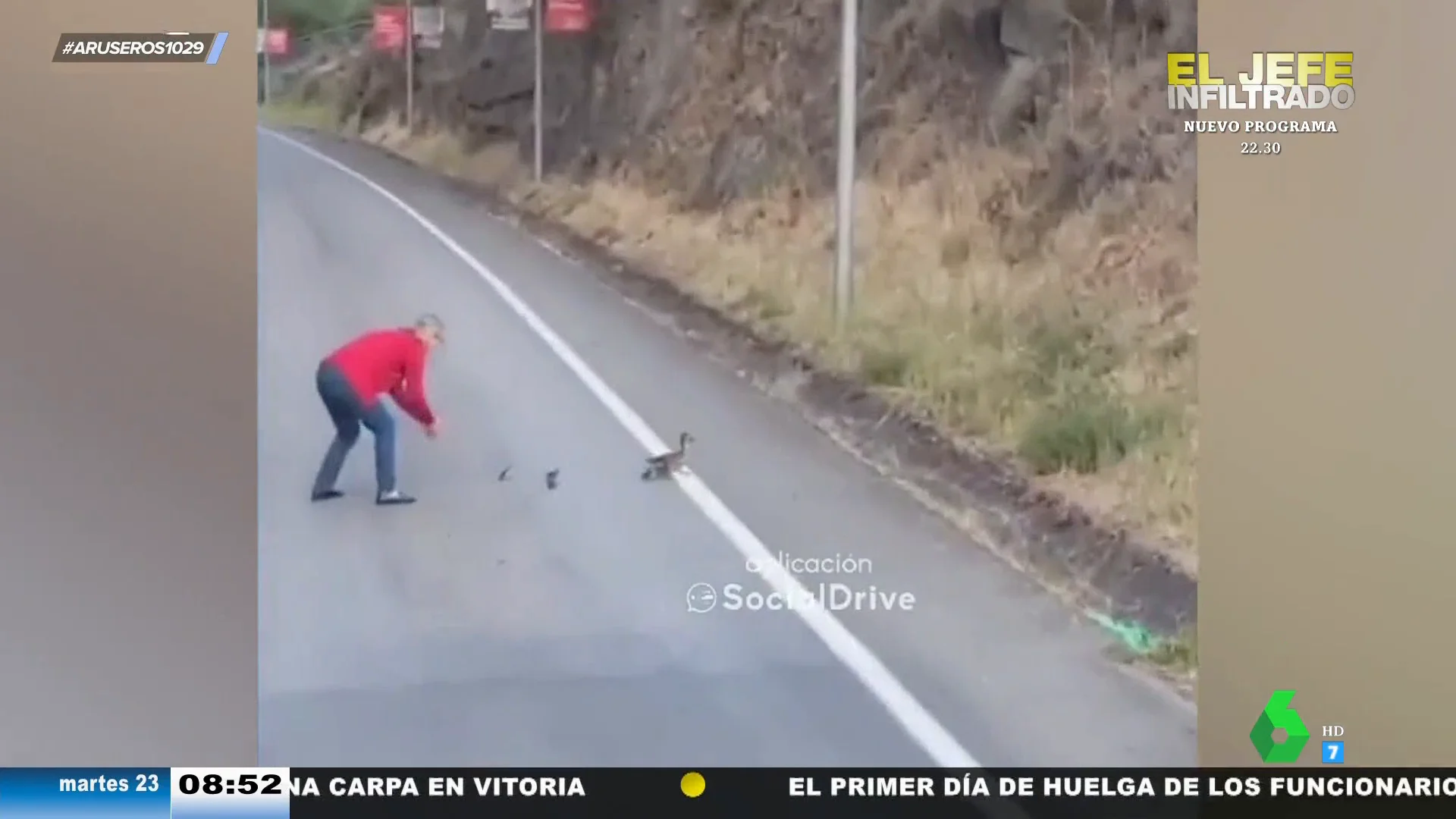 Una familia de patos paraliza el tráfico de una carretera de Ourense