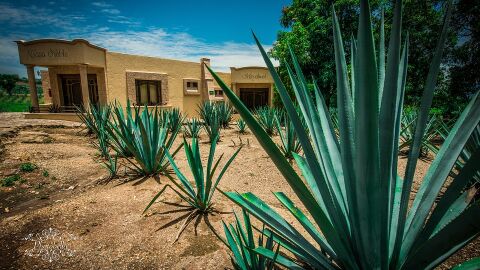 Agave (Guadalajara)