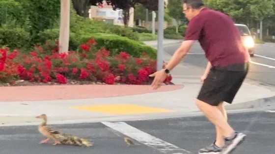 Casey Rivara, ayudando a cruzar a una familia de patos en Rocklin