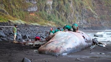Investigan las causas de la muerte del cachalote varado en Nogales (La Palma)