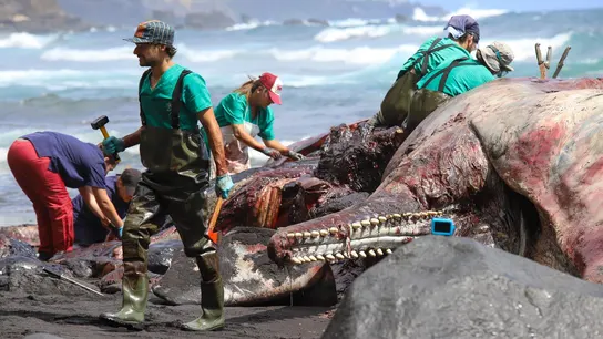 Un equipo de diez personas de la unidad de anatomía patológica veterinaria forense del Instituto Universitario de Sanidad Animal de la ULPGC trabaja en la necropsia del cachalote que apareció varado el domingo 21 en la playa de Nogales. Un equipo de diez personas de la unidad de anatomía patológica veterinaria forense del Instituto Universitario de Sanidad Animal de la ULPGC trabaja en la necropsia del cachalote que apareció varado el domingo 21 en la playa de Nogales.