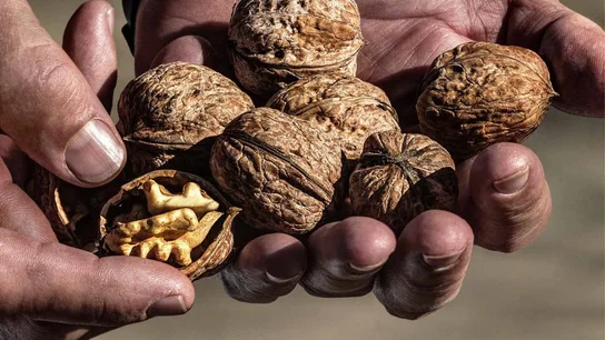 La Denominación de Origen Protegida Nueces de Nerpio ya es figura de calidad de Castilla-La Mancha La Denominación de Origen Protegida Nueces de Nerpio ya es figura de calidad de Castilla-La Mancha