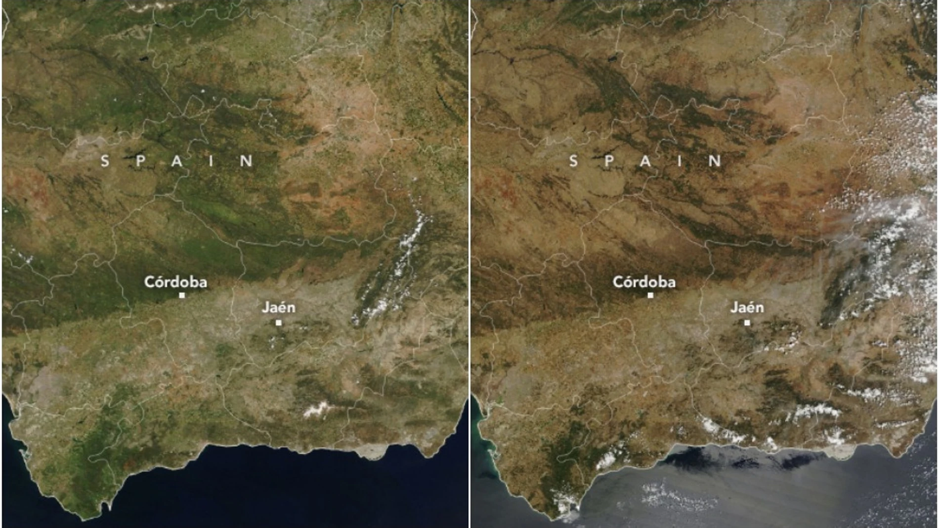 La NASA capta el trágico efecto de la sequía sobre la producción de aceite de oliva en España