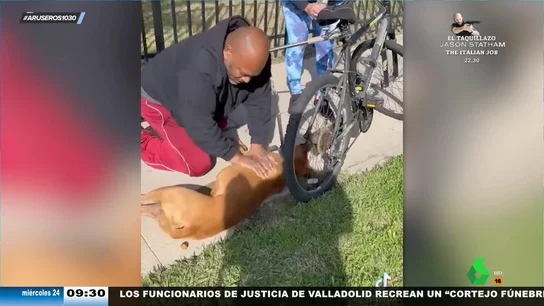 Un hombre le salva la vida a un perro haciéndole una maniobra de reanimación cardiopulmonar Un hombre le salva la vida a un perro haciéndole una maniobra de reanimación cardiopulmonar