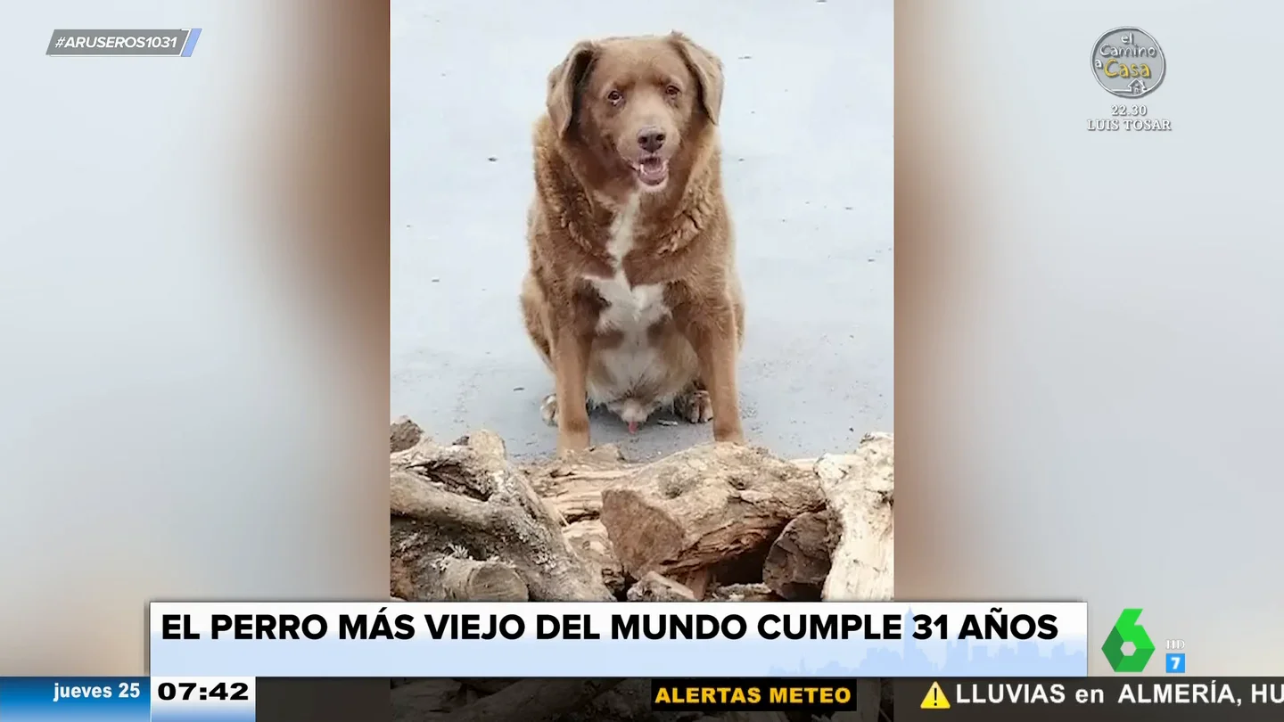 Bobi, el perro más viejo del mundo, cumple 31 años: nació en mayo de 1992 Bobi, el perro más viejo del mundo, cumple 31 años: nació en mayo de 1992