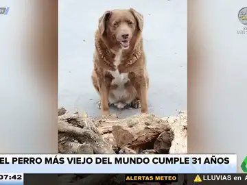 Bobi, el perro más viejo del mundo, cumple 31 años: nació en mayo de 1992