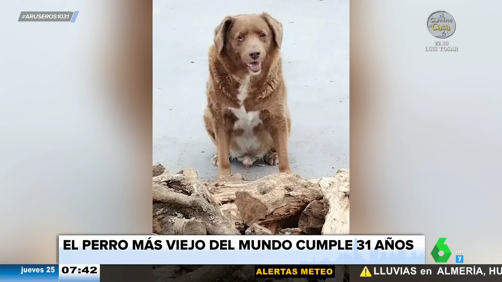 Bobi, el perro más viejo del mundo, cumple 31 años: nació en mayo de 1992