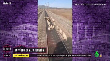 El tenso momento que vive el conductor de un tren al ver a un rebaño de ovejas en medio de las vías