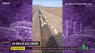 El tenso momento que vive el conductor de un tren al ver a un rebaño de ovejas en medio de las vías