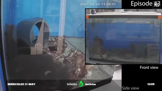 pesadilla dentro de un acuario pesadilla dentro de un acuario