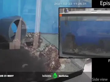 pesadilla dentro de un acuario